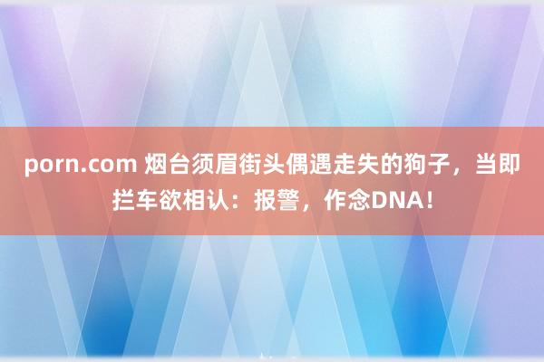 porn.com 烟台须眉街头偶遇走失的狗子，当即拦车欲相认：报警，作念DNA！