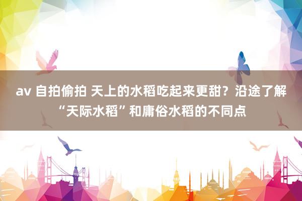 av 自拍偷拍 天上的水稻吃起来更甜？沿途了解“天际水稻”和庸俗水稻的不同点